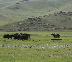 Yak standoff