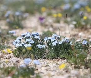 Wild Flowers