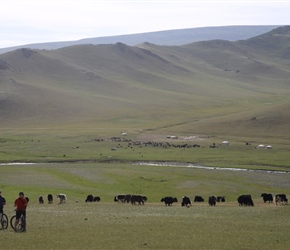 Photographing Yaks