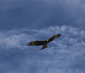 Black Kite