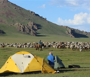 John admires the horseman rounding up sheep