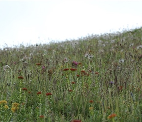 Mongolian wild flowers