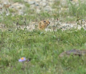 Ground squirrel