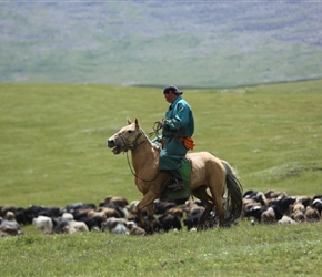 Yaks and horseman