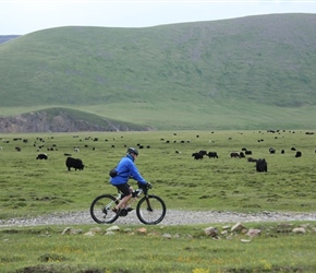 John passes Yak herd