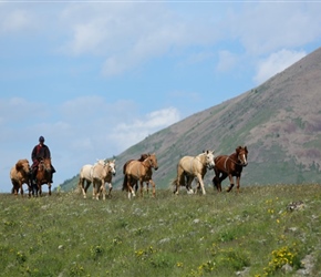 Mongolian Horseman