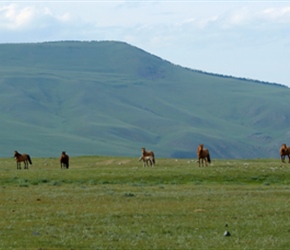 Rachel and horses