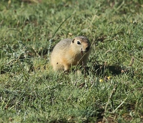 Ground Squirrel