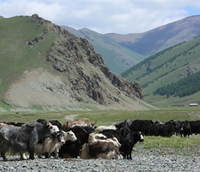 Yaks in River