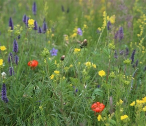 Wild Flowers