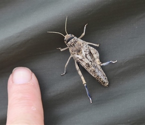 Grasshopper at campsite