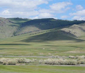 Trees in Orkhan Valley