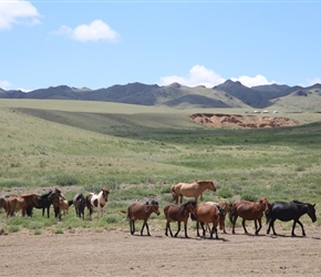 Horses on the plain