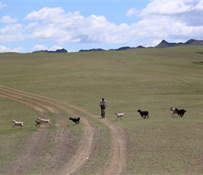 Keith Foote avoids scampering Goats