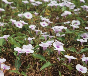 Morning Glory between the paddy fields