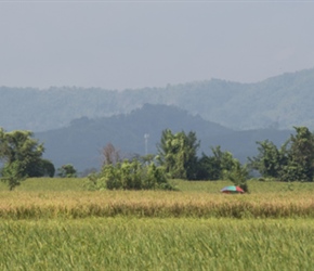 Rice Paddies