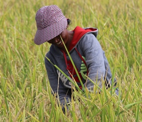 Rice harvester