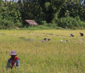 Rice harvesting