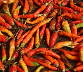 Drying Chilis