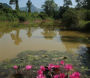 Water Lillies brighten up the day