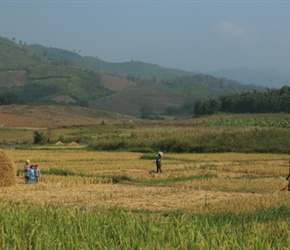 Harvesting Paddy Fields