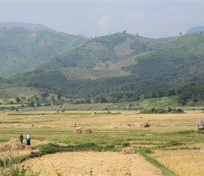 More paddy fields