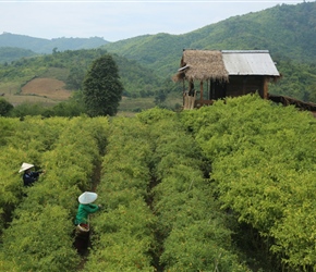 Pepper pickers