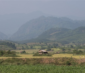 Paddy Fields