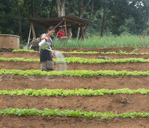 Watering the nursery