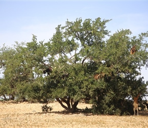 Goats in trees, the iconic picture