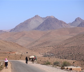 Mules in the Anti Atlas