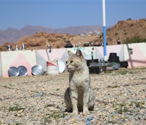 Cat at Painted Rocks