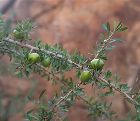 Argan Tree