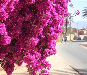 Bougainvillea