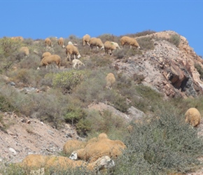 Carole and Malc with sheep