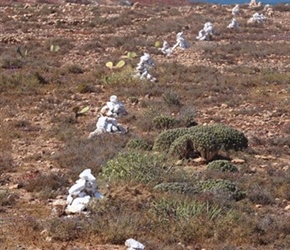 White field markers