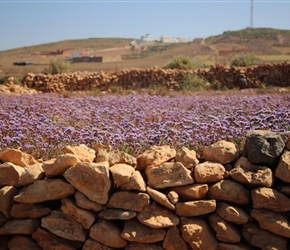 Statice flowers