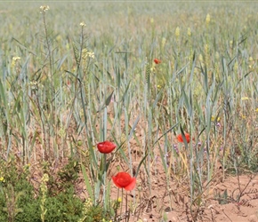 Barley Field