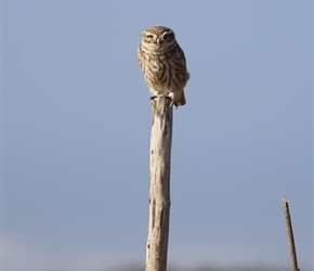 Little Owl