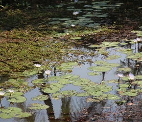 Water Lillies