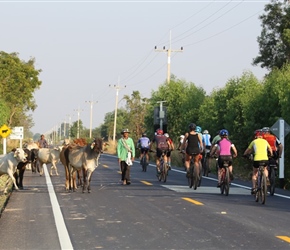 Roadside cattle and group