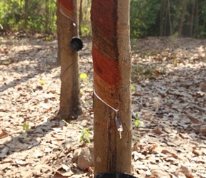 Rubber plantation trees