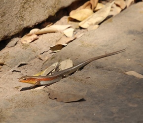 Lizard at Ta Prohm