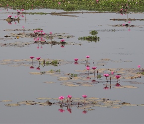 Pink Lily Flowers