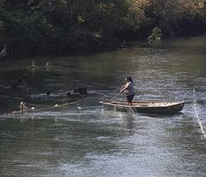 Skokomish Indian netting Salmon