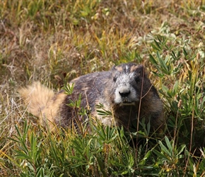 Marmot on Hurricane Ridge