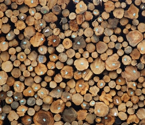 Wood ready for shipping at at Port Angeles