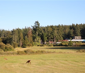 Roche Harbour Deer