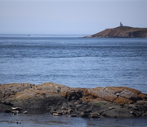 Seals at Shark Park