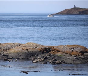 Seals at Shark Park